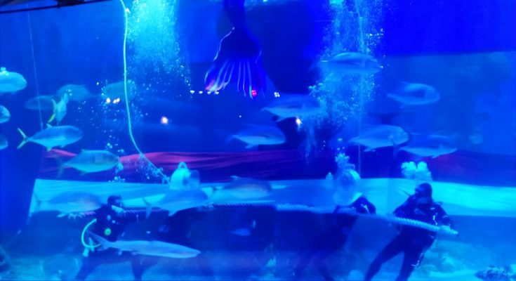 Jakarta Aquarium & Safari Rayakan Kemerdekaan