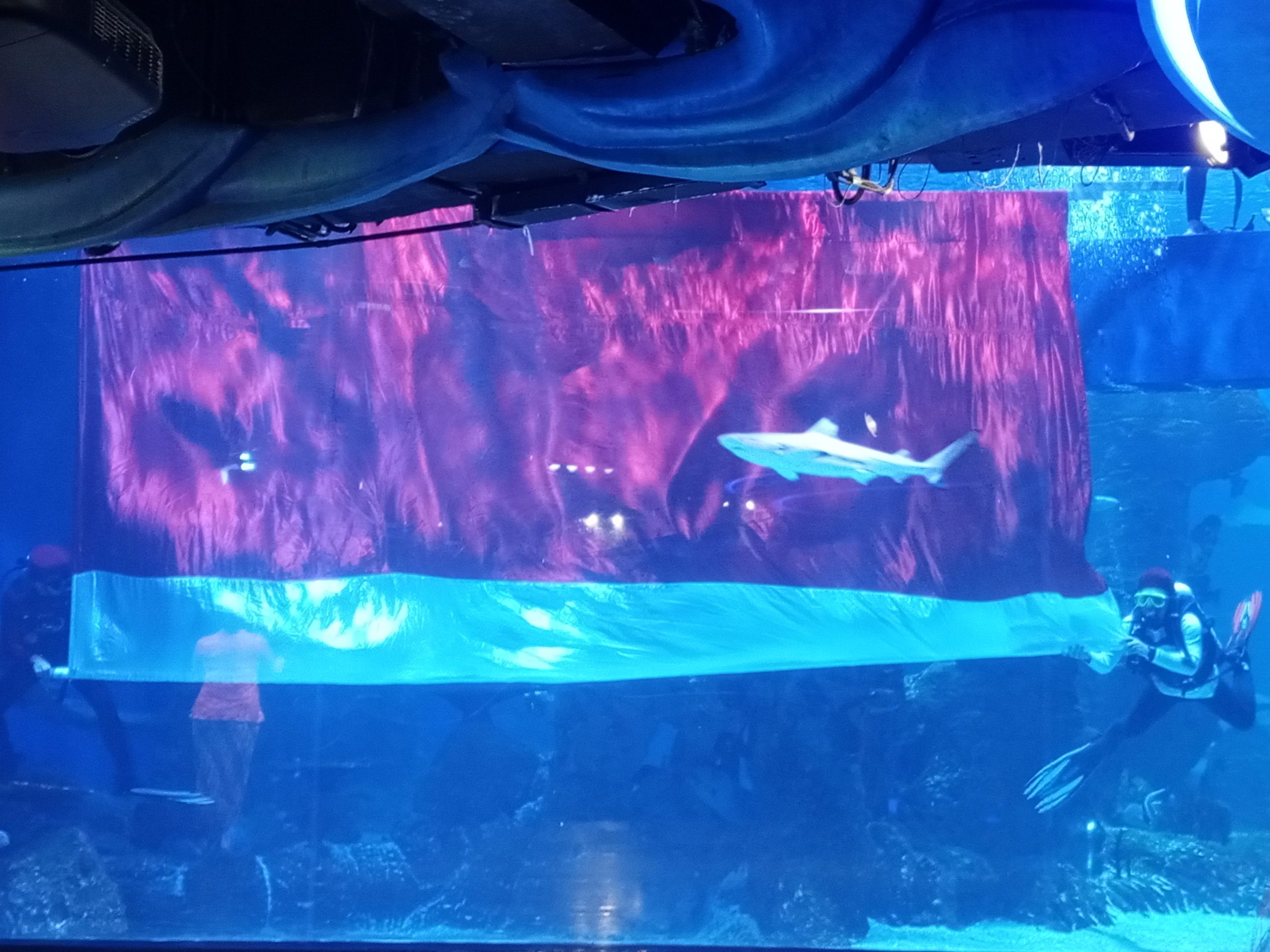 Jakarta Aquarium Safari yang